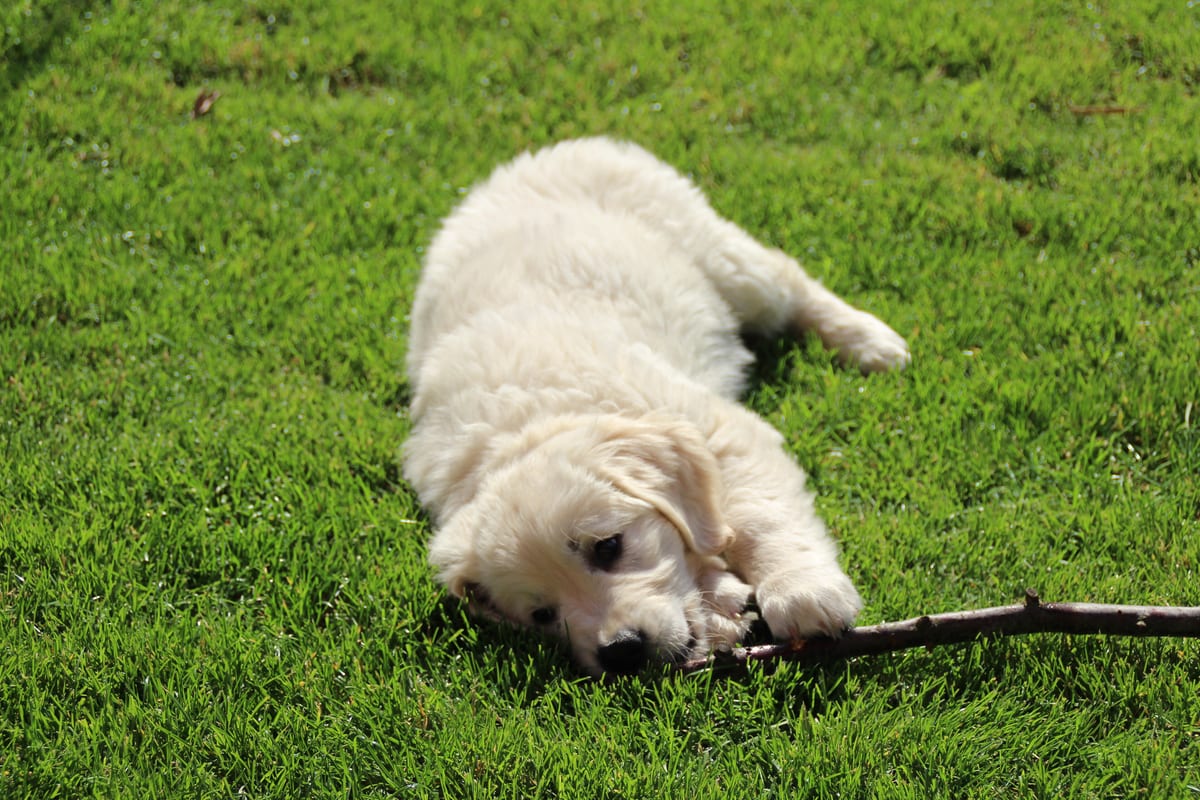 Chiot qui joue dans l'herbe