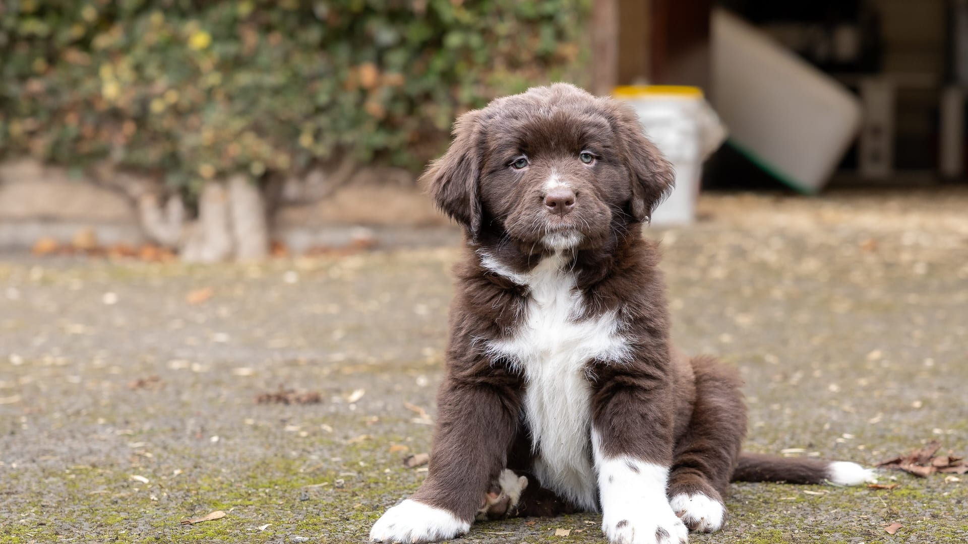 Chiot assis dans la cour d'un éleveur