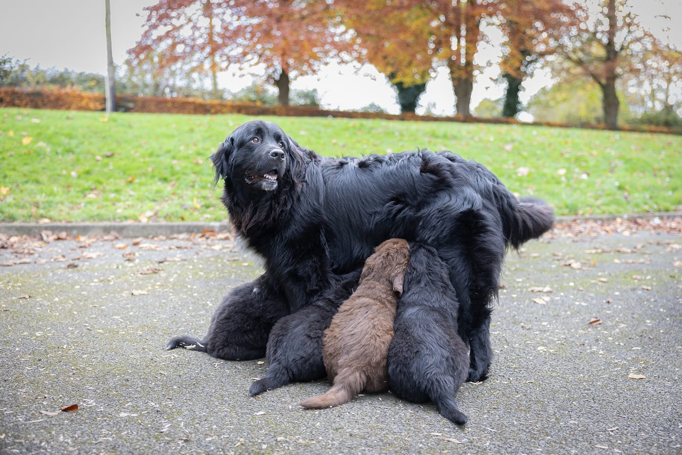 Une mère et ses chiots dans la cour, en automne