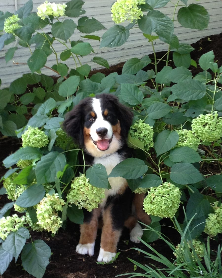 Chiot assis dans le jardin d'un éleveur